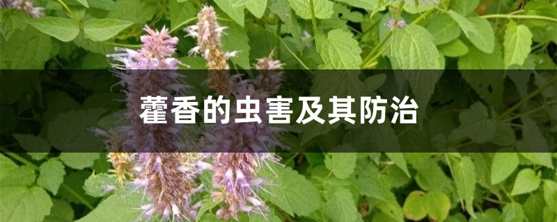 <b>藿香的蟲害及其防治</b>