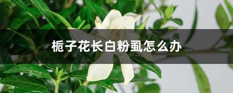 <strong>梔子花長白粉虱怎么解決，怎么處理</strong>