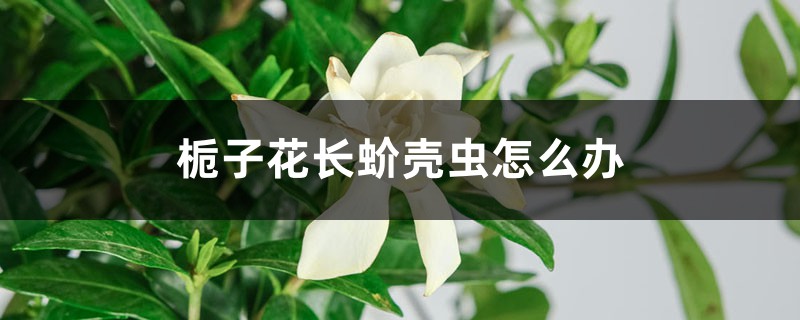 <strong>梔子花長蚧殼蟲怎么解決，怎么處理</strong>