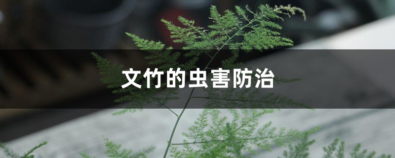 <b>文竹的蟲害防治</b>