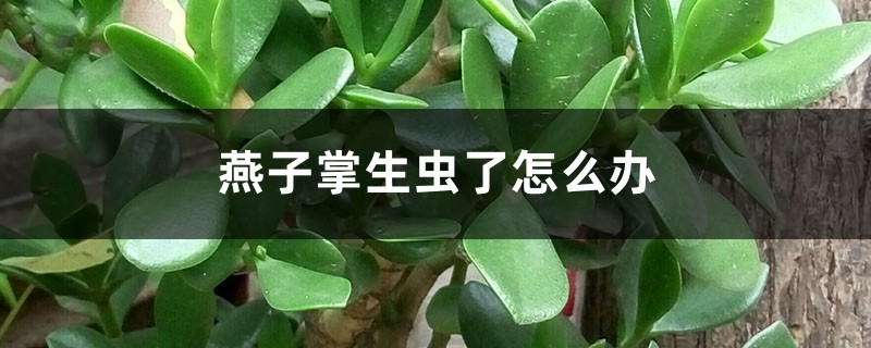 <b>燕子掌生蟲了怎么解決，怎么處理</b>