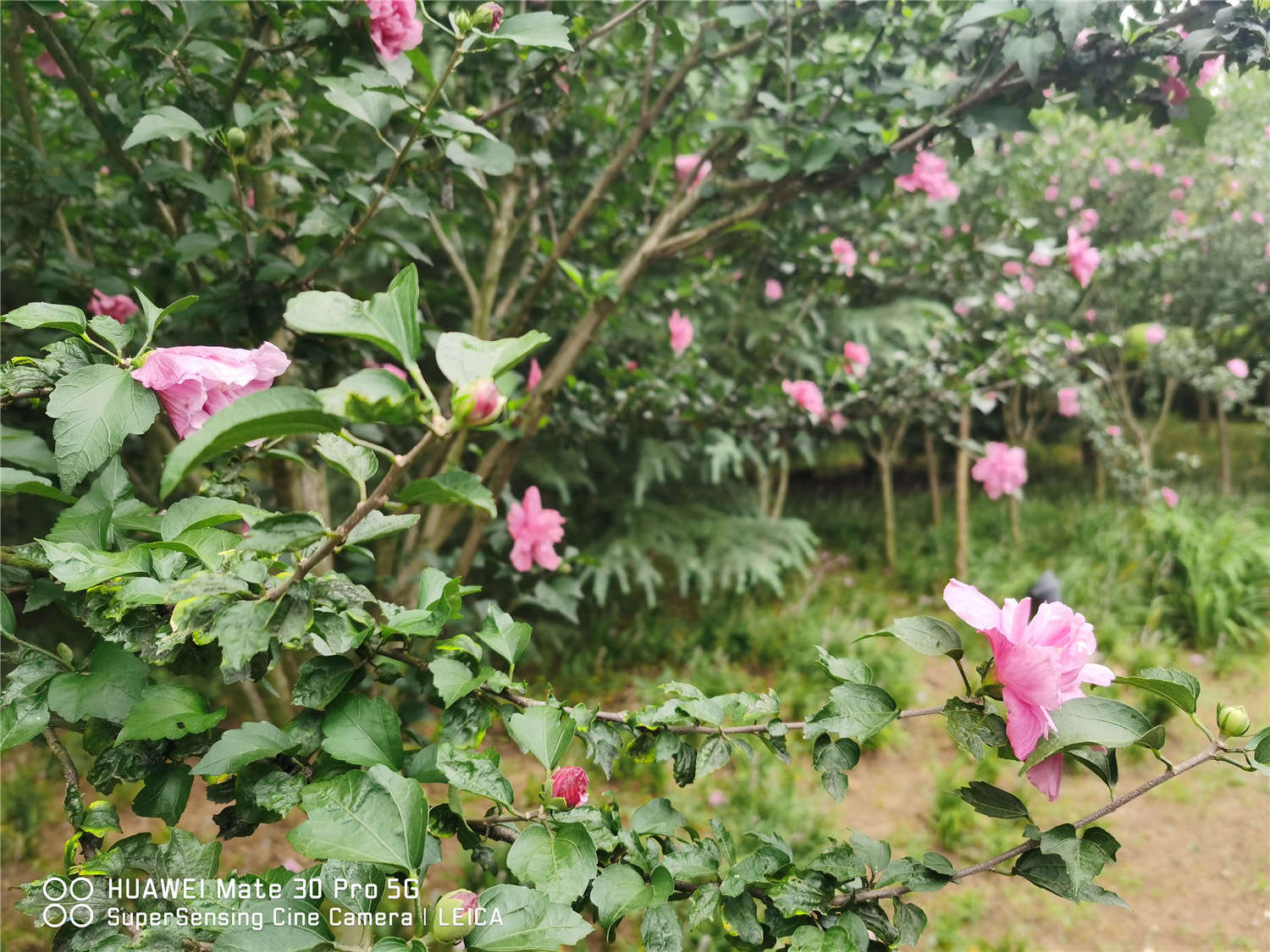 木槿花常見蟲害及解決辦法