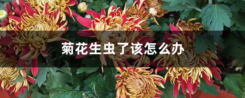 <strong>菊花生蟲了該怎么解決，怎么處理</strong>