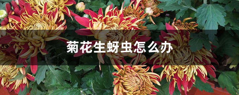 <b>菊花生蚜蟲怎么解決，怎么處理</b>