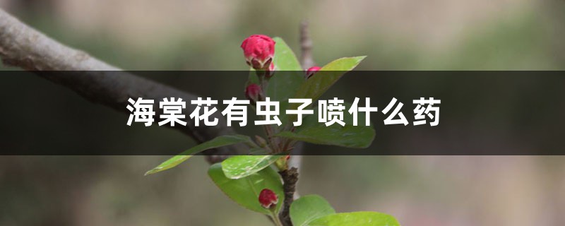 <b>海棠花有蟲子噴什么藥</b>