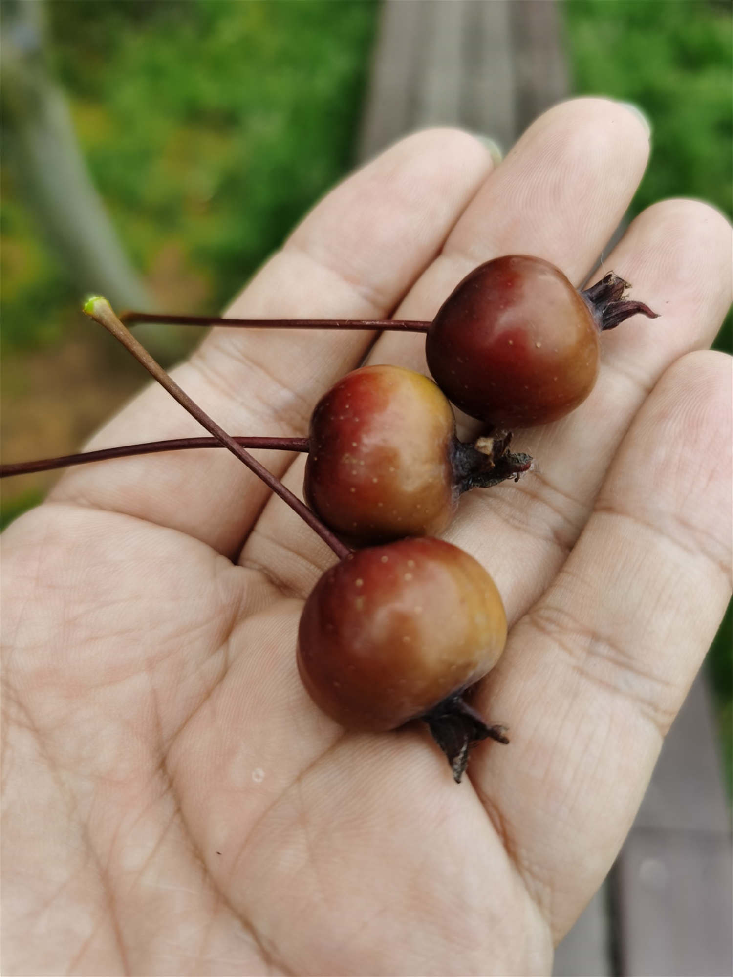 海棠花上有很多小黑蟲怎么解決，怎么處理