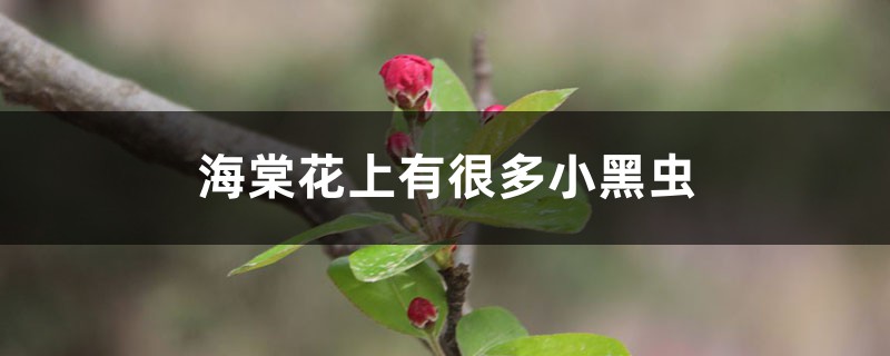 <b>海棠花上有很多小黑蟲怎么解決，怎么處理</b>