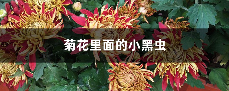 <b>菊花里面的小黑蟲是什么，怎么去除</b>