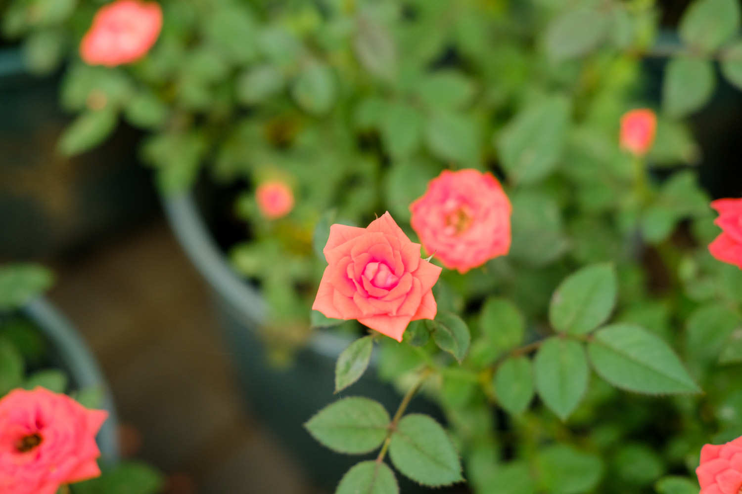 月季花生紅蜘蛛怎么解決，怎么處理