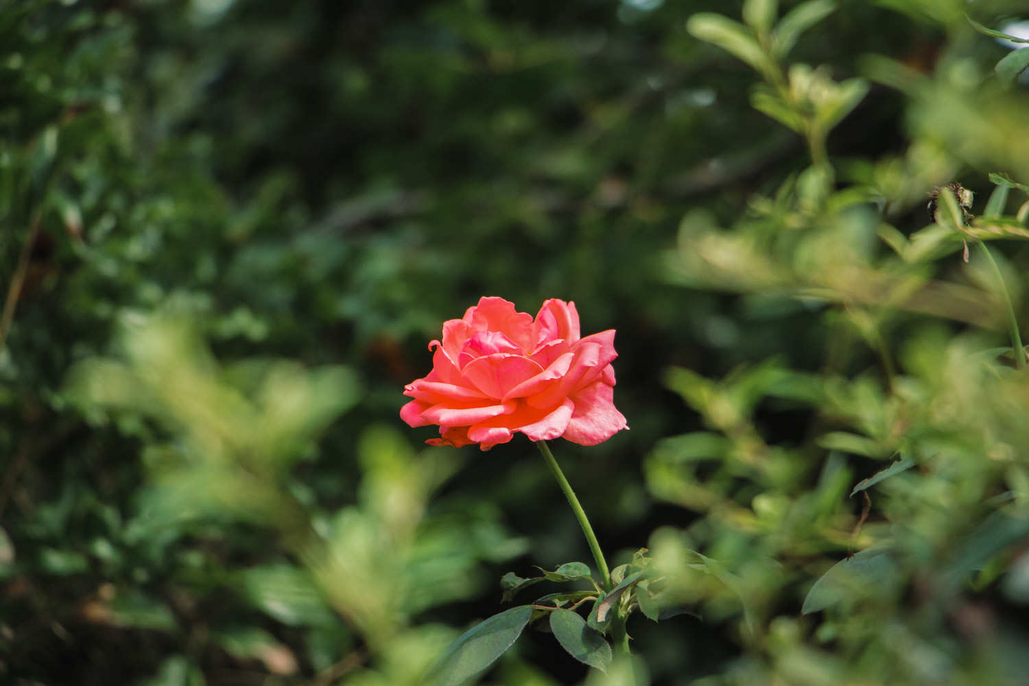 月季花生紅蜘蛛怎么解決，怎么處理