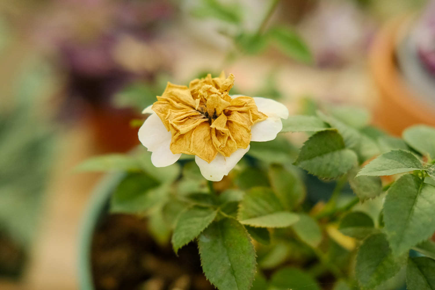 月季花生紅蜘蛛怎么解決，怎么處理