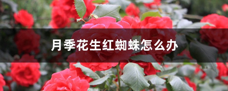 <strong>月季花生紅蜘蛛怎么解決，怎么處理</strong>