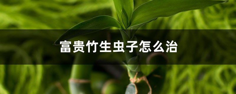 <b>富貴竹生蟲子怎么治，生蟲子了用什么藥</b>