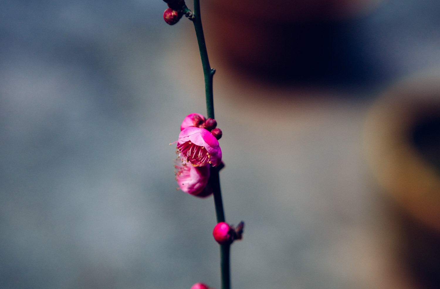 梅花盆景生蟲如何處理，梅花樹生蟲了怎么解決，怎么處理