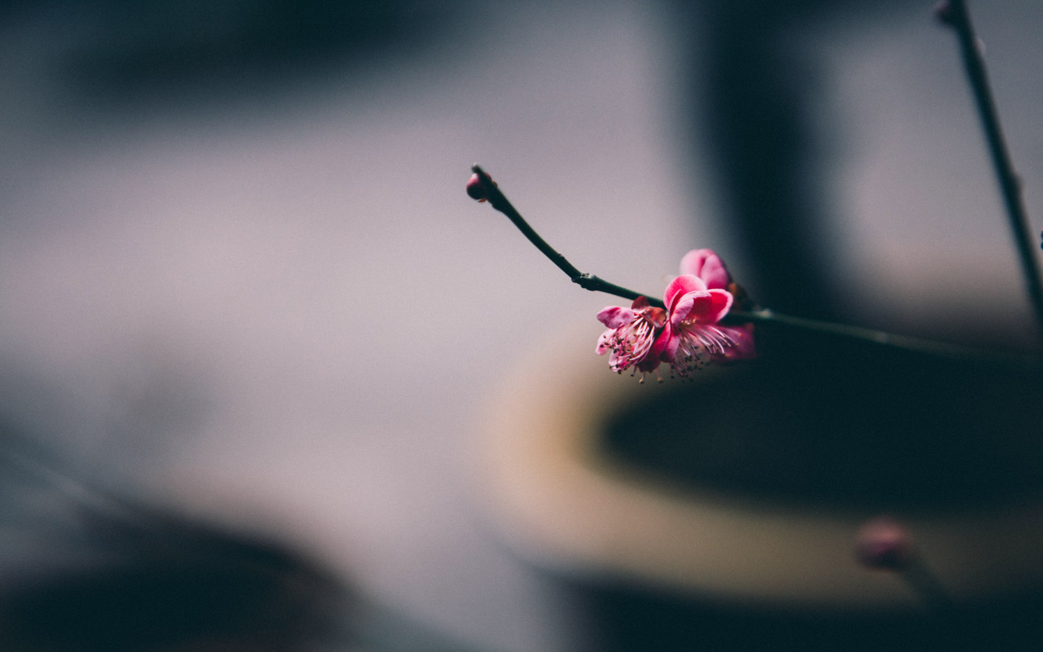 梅花盆景生蟲如何處理，梅花樹生蟲了怎么解決，怎么處理