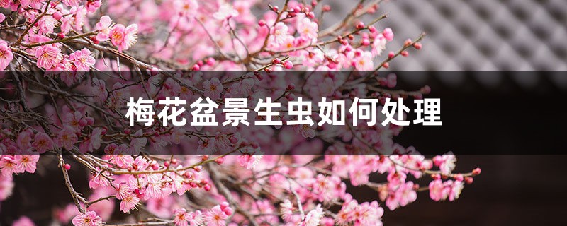 <strong>梅花盆景生蟲如何處理，梅花樹(shù)生蟲了怎么解決，怎么處理</strong>