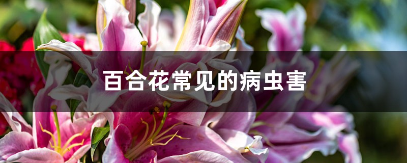 <b>百合花常見的病蟲害</b>