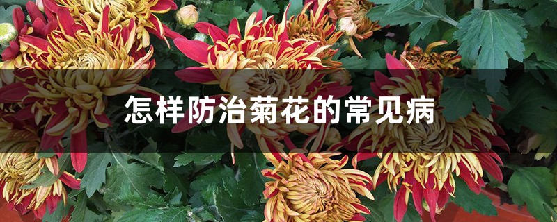 <strong>怎樣防治菊花的常見病</strong>