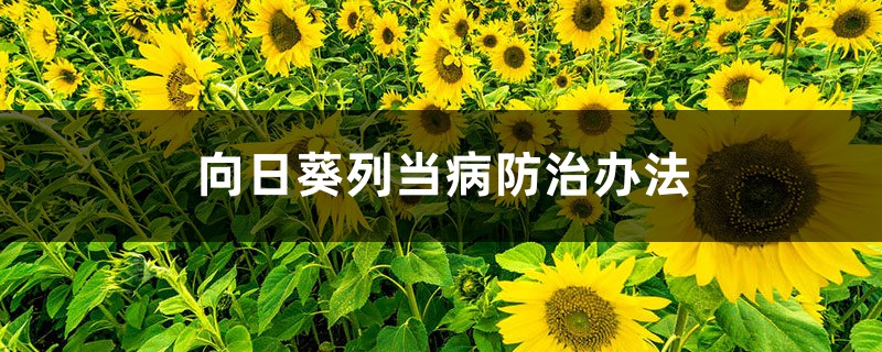 <strong>向日葵列當病防治辦法</strong>