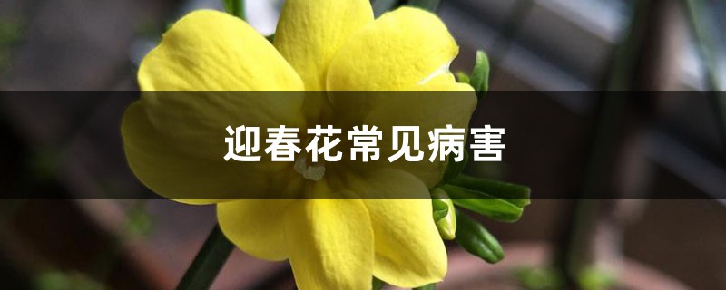 <strong>迎春花常見病害</strong>