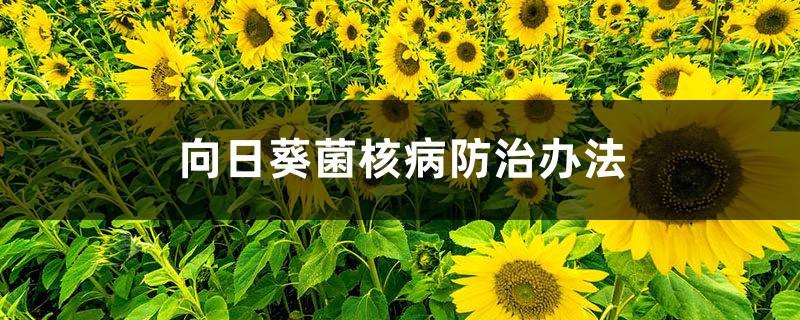 <strong>向日葵菌核病防治辦法</strong>