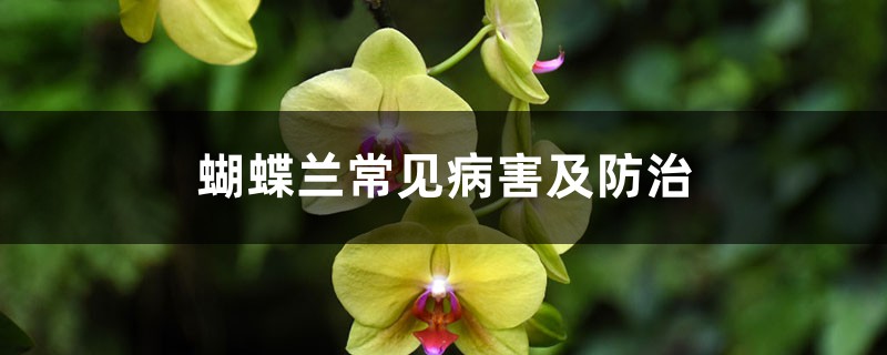 <b>蝴蝶蘭常見病害及防治</b>