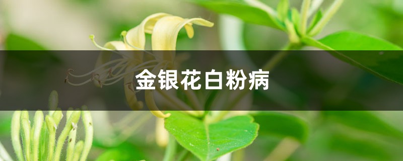 <strong>金銀花白粉病</strong>