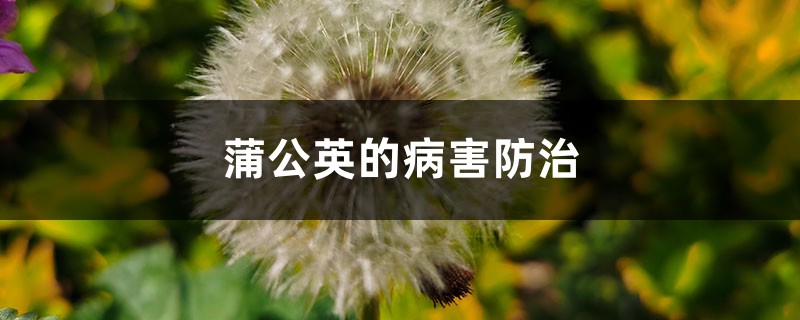 <b>蒲公英的病害防治</b>