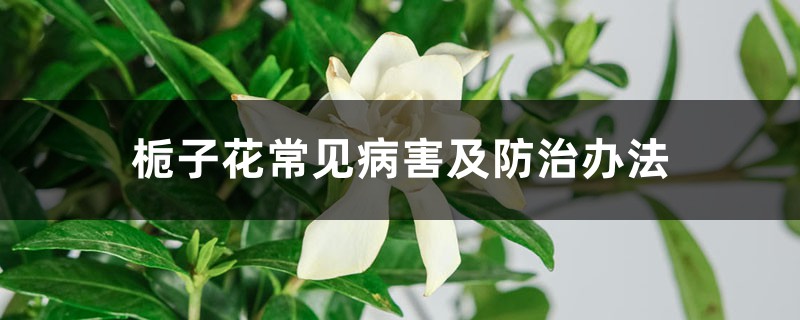 <b>梔子花常見病害及防治辦法</b>