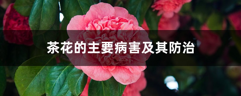 <strong>茶花的主要病害及其防治</strong>