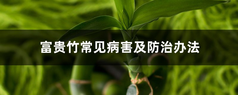 <b>富貴竹常見病害及防治辦法</b>