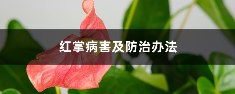 <strong>紅掌病害及防治辦法</strong>