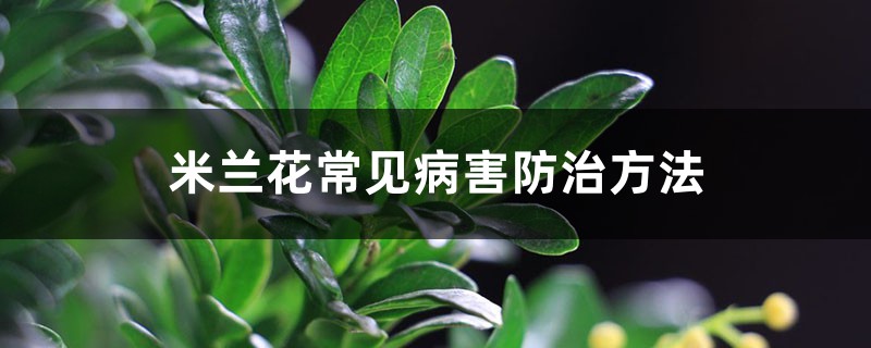 <strong>米蘭花常見病害防治方法</strong>