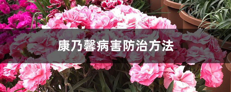 <b>康乃馨病害防治方法</b>