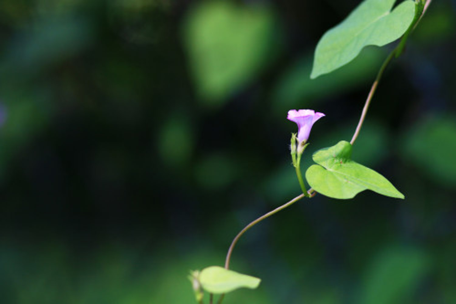 牽牛花病蟲害及防治方法