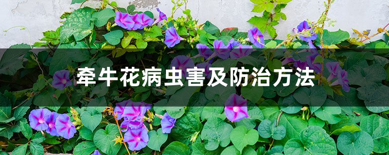 <strong>牽牛花病蟲害及防治方法</strong>