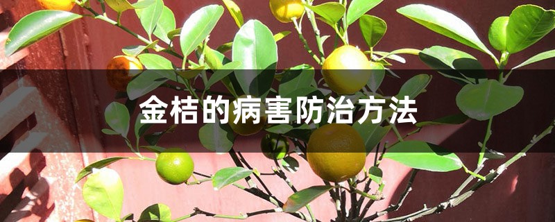 <b>金桔的病害防治方法</b>