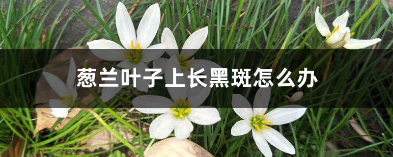 <strong>蔥蘭葉子上長黑斑怎么解決，怎么處理</strong>