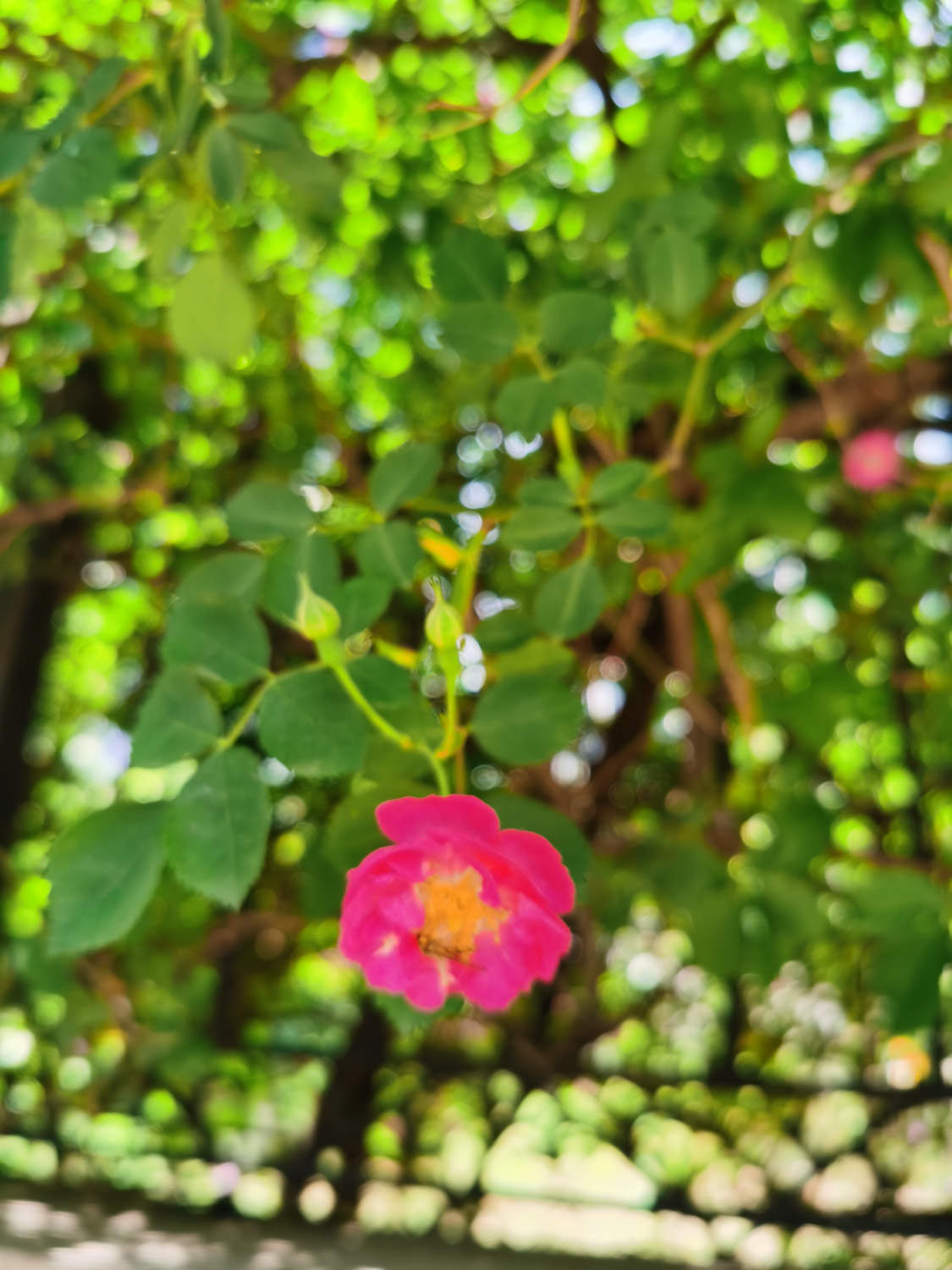 薔薇花病害及防治方法