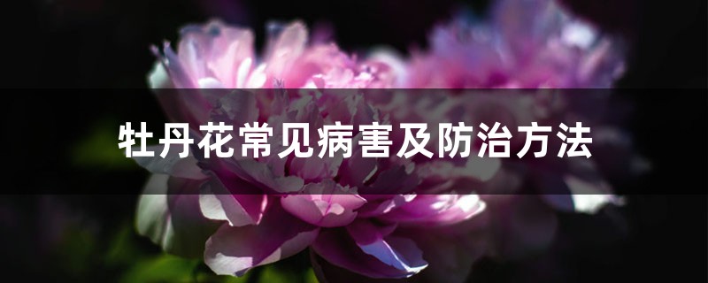 <b>牡丹花常見病害及防治方法</b>