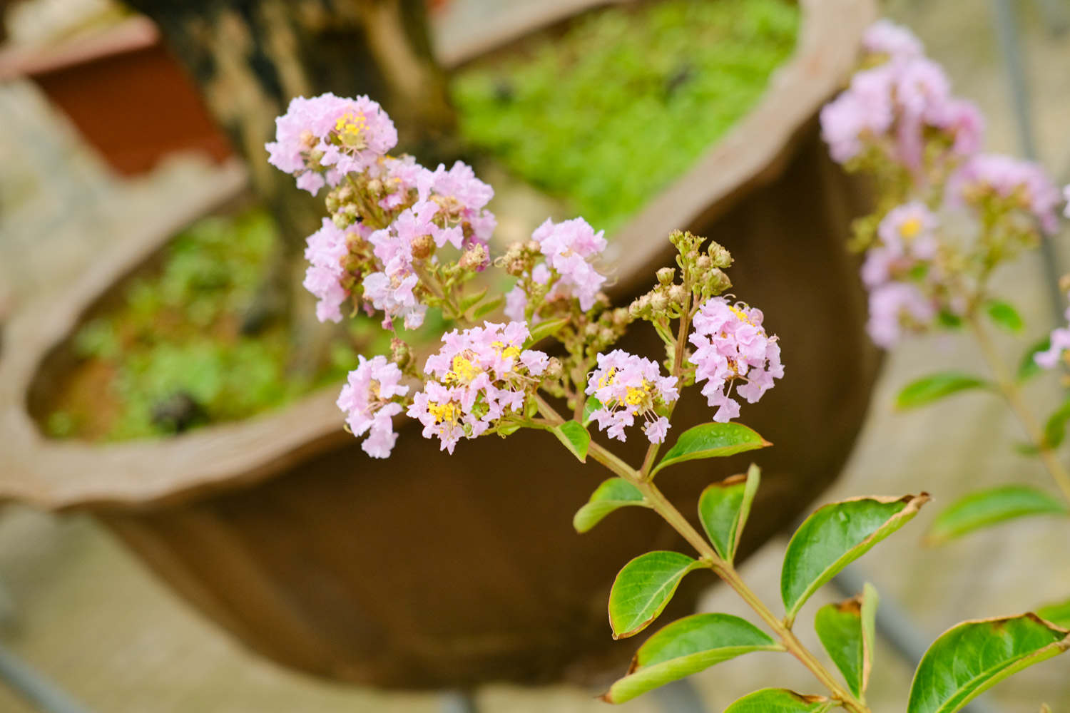 紫薇花常見病害及防治方法