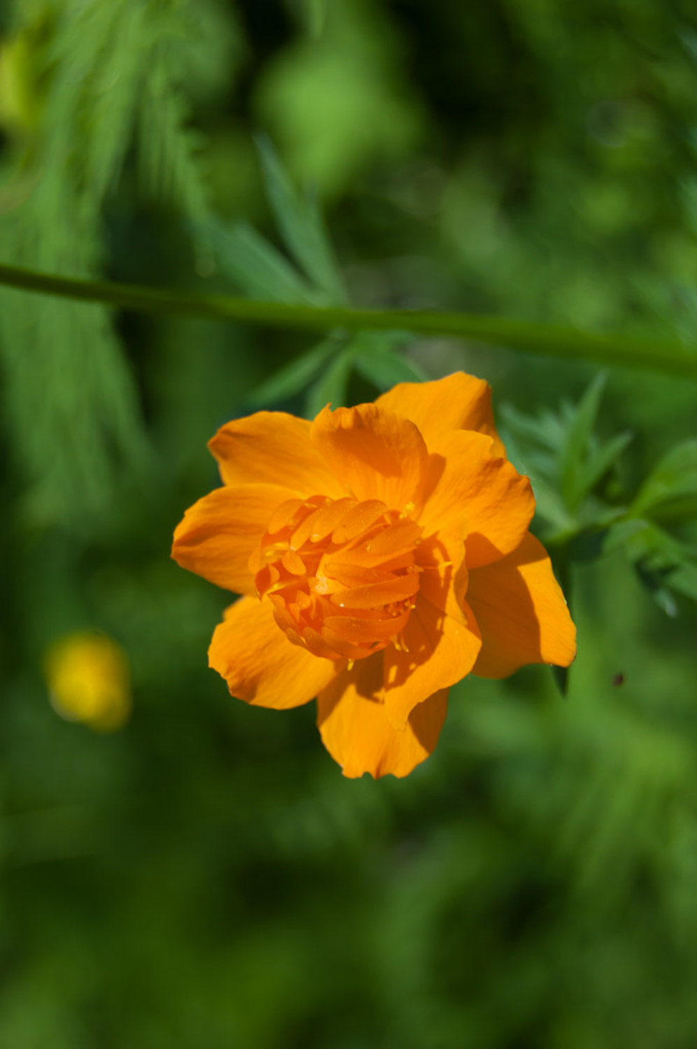 金蓮花的病害防治辦法