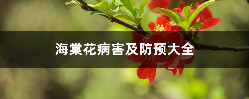 <b>海棠花病害及防預大全</b>