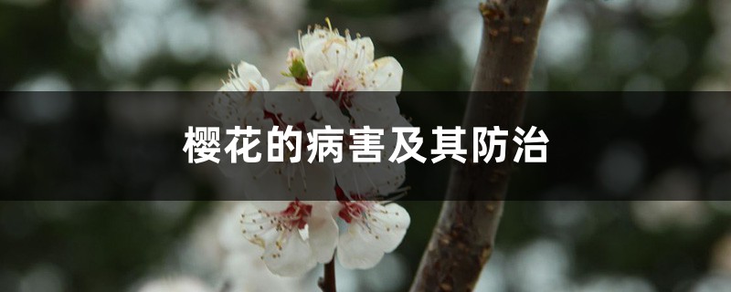 <strong>櫻花的病害及其防治</strong>