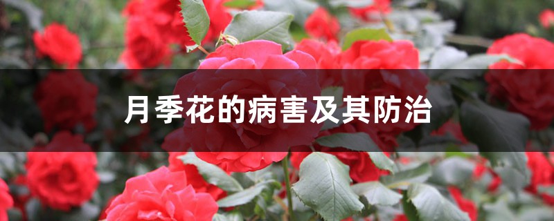 <strong>月季花的病害及其防治</strong>