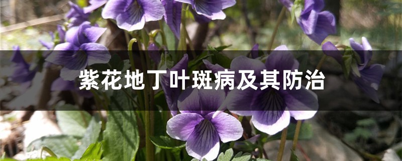 <b>紫花地丁葉斑病及其防治</b>