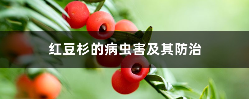 <strong>紅豆杉的病蟲害及其防治</strong>