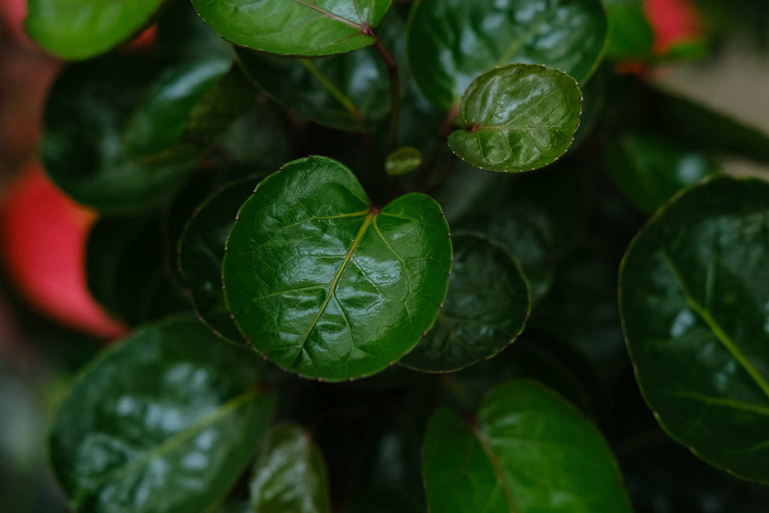 福祿桐的病蟲害及其防治