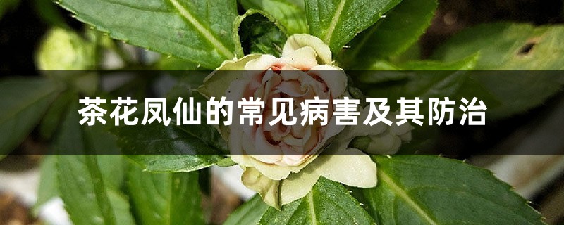 <b>茶花鳳仙的常見病害及其防治</b>