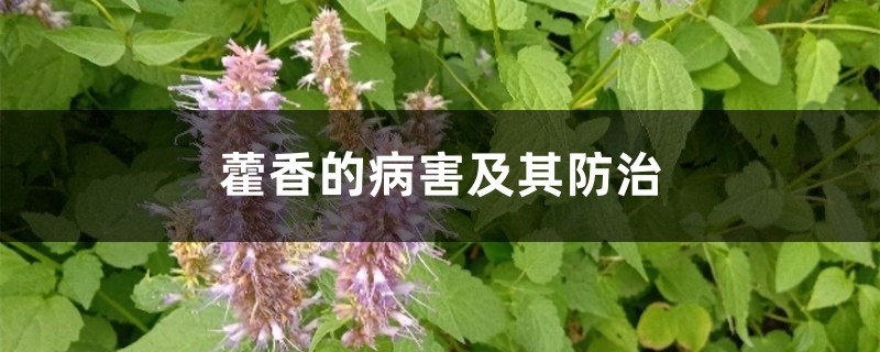 <b>藿香的病害及其防治</b>